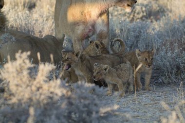 Etoşa 'daki aslan yavruları