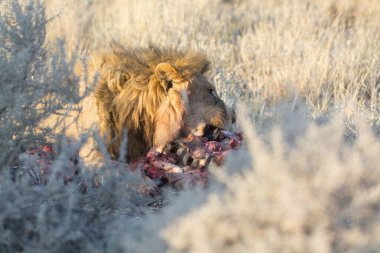 Çölde et yiyen bir aslan..