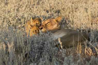 Aslan ailesi çimlerde, milli park Namibya 'da