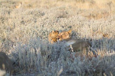 Savanadaki vahşi aslan