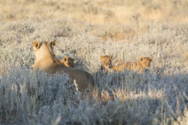 Vahşi aslan ailesi.