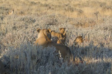 Utah çölünde vahşi bir hayvan sürüsü.