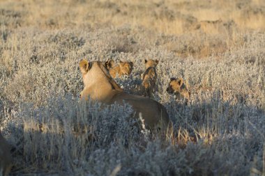 Kalahari çölünde vahşi bir aslan (panthera leo), namibya.
