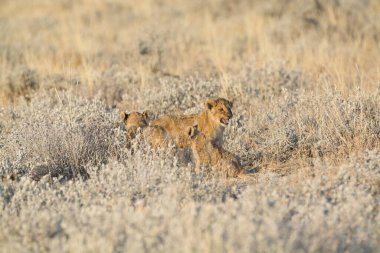 Aslan yavrusu çimlerde