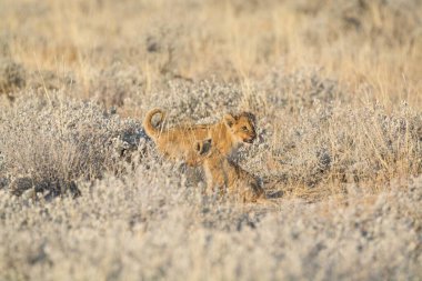 Afrika 'nın bozkırındaki aslan