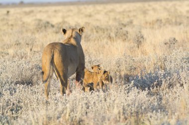 Vahşi aslanın vahşi doğasında