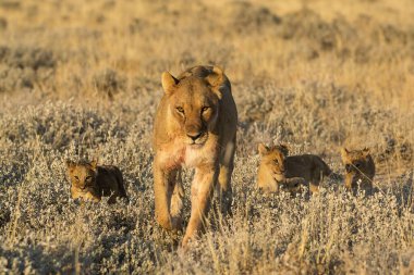 Aslan yavrusu ve yavruları Güney Afrika 'da çimenlerde oynuyorlar.