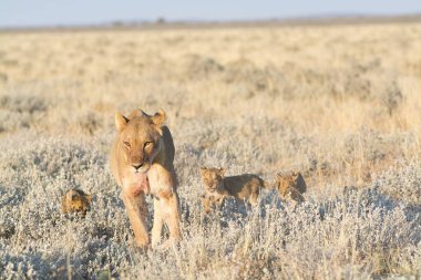 aslan yavrusu ve yavrusu