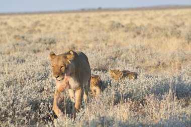 Çöldeki genç bir aslanın güzel bir fotoğrafı.