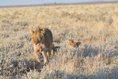 Vahşi aslanın vahşi doğasında