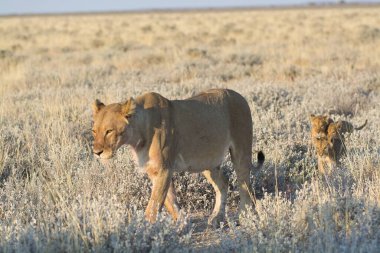 Savanadaki güzel vahşi aslanlar.