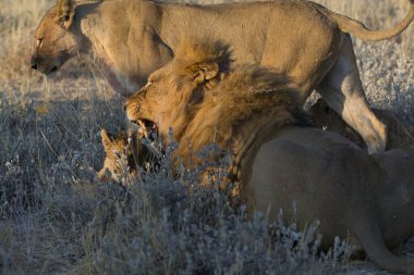 Aslanlar ve aslanlar savanda, kenya, Afrika 'da
