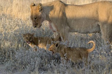 Savanadaki bir grup aslan.