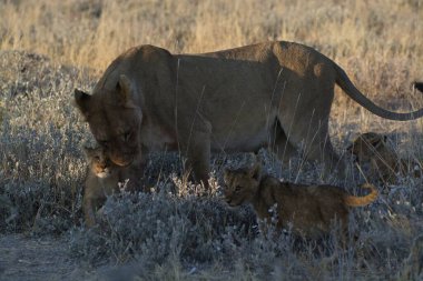 Kenya savanındaki aslanlar