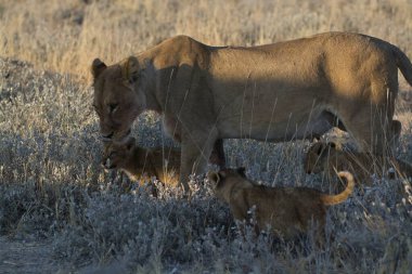 Güney Afrika 'daki Kruger Ulusal Parkı' nda aslan ailesi..