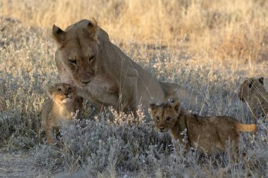 Aslan yavruları çimenlerde oynuyor.