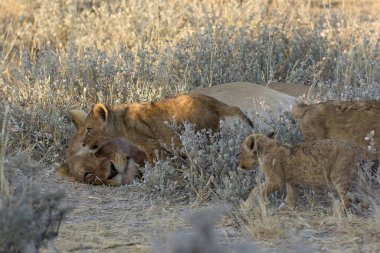 Genç aslanlar (lilileo) savanda, namibya 'da
