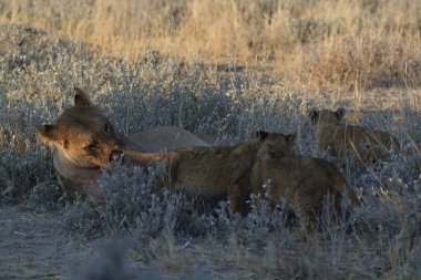 Aslan yavrusu kuru çimenlerde oynuyor.