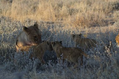 Savanadaki bir grup aslan.