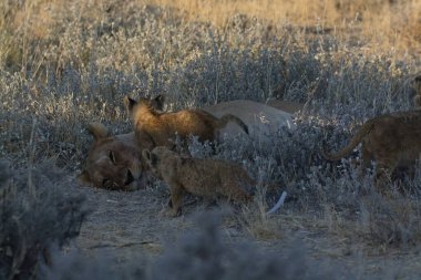 Hayvanat bahçesinde bir aslan
