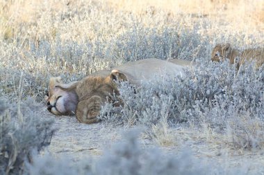 Savanadaki vahşi aslan