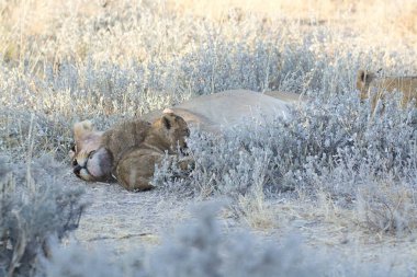 Vahşi aslanın vahşi doğasında