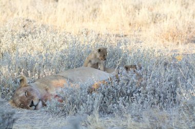 Savanadaki bir grup aslan.