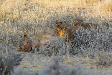 Güney Afrika 'nın ulusal parkındaki çimlerde vahşi aslan yavrusu