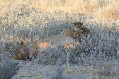 Çöldeki vahşi aslan