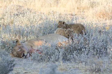 Çimlerde bir grup aslan.