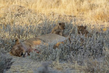 Savanadaki aslan ailesi.