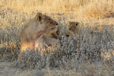 Parktaki çimlerde bir çift aslan.