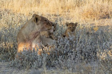 Aslan ailesi kuru çimenlerde oynuyor.