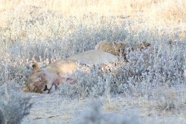 Çölde aslan yavrusu