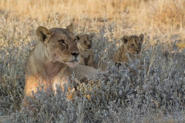Savanadaki bir aslanın güzel bir resmi.