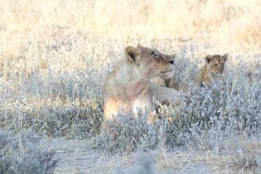 Çölde bir aslan grubu.