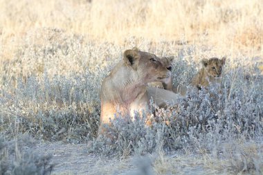 Aslanlar ve aslanları, Panthera Leo, Etoşa Ulusal Parkı, Namibya 'da.