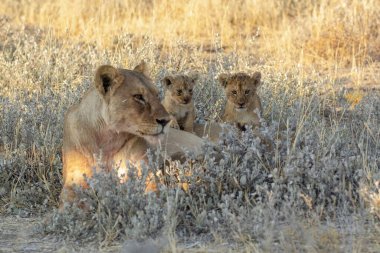 Aslan yavrusu çimlerde