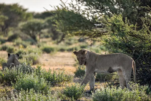 Namibya 'daki Etosha Milli Parkı' nda Aslan