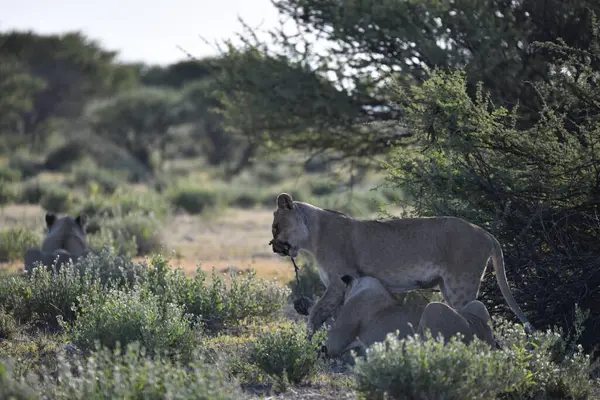 Afrika 'da vahşi aslanlar