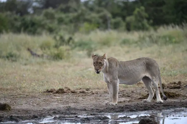 Kenya savanındaki aslan