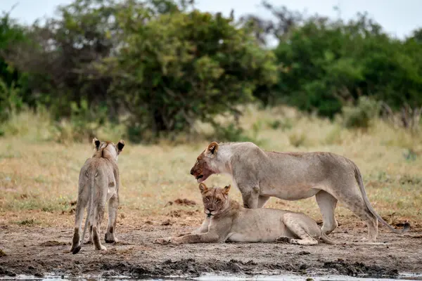 Aslan ailesi su birikintisinde.