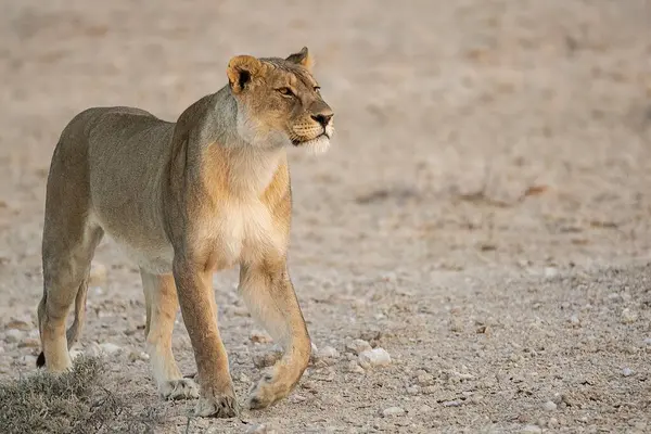 Etoşa Ulusal Parkı 'nda kumların üzerinde yürüyen dişi Afrika aslanı..