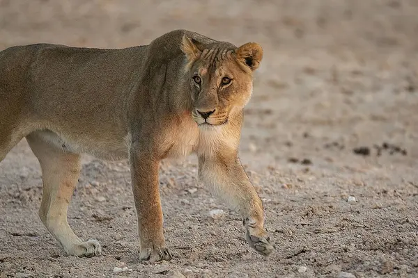 Güney Afrika 'daki Kruger Ulusal Parkı' nda aslan var.