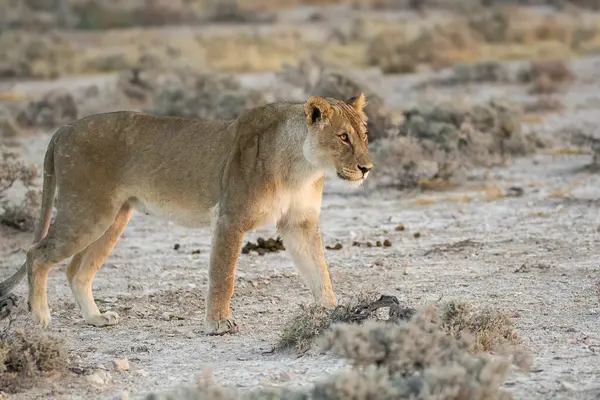 Afrika 'da Namibya aslanı