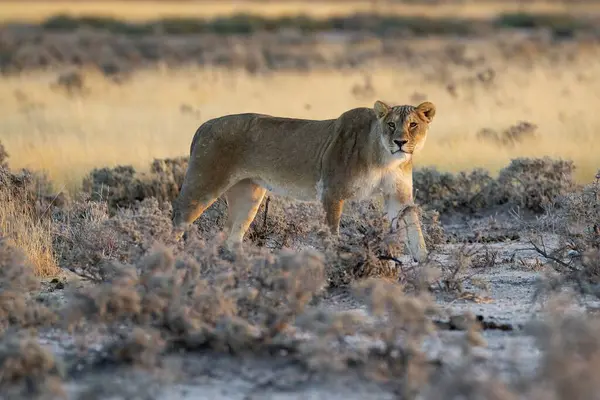 a beautiful shot of a lion in the grass under the sunlight