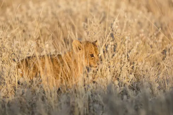 Çimlerin üzerinde yatan bir aslanın yakın plan çekimi.