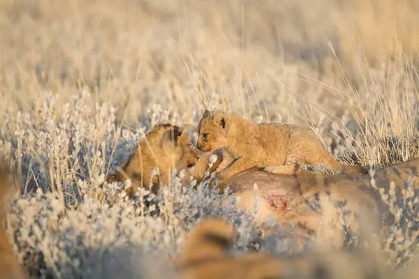 Güney Afrika 'da, savanda oynayan aslan yavruları..