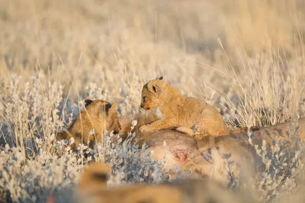 Güney Afrika 'daki Kruger Park' ta aslan yavruları oynuyor..
