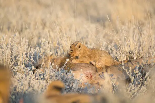 Doğadaki kızıl tilki